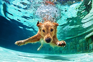 Dog underwater in concrete pool